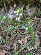 Image of Italian Garlic