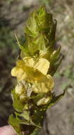 Image of Yellow Paintflower