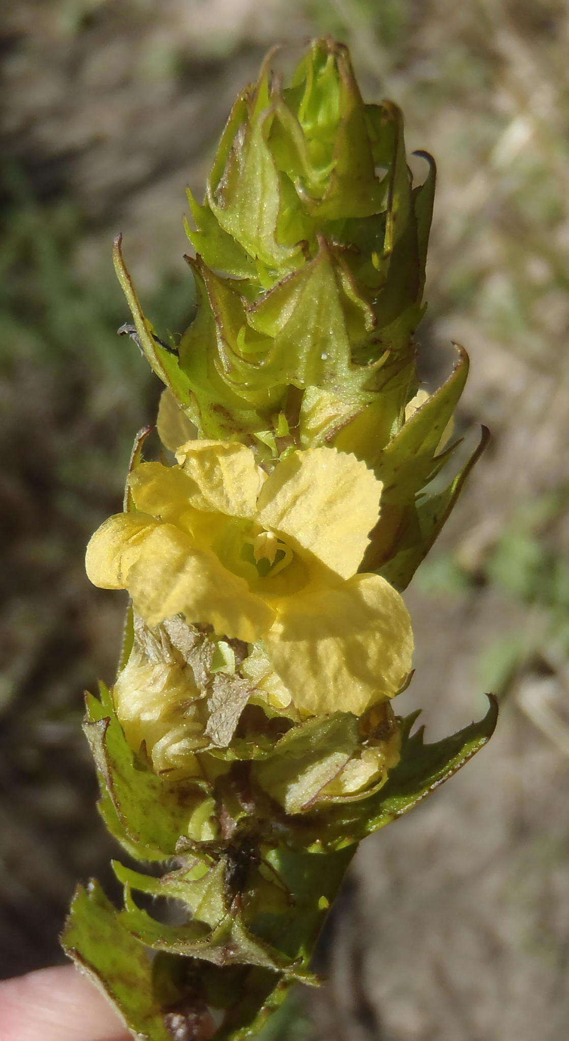 Image of Alectra sessiliflora (Vahl) Kuntze