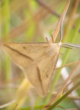 Image of straw belle