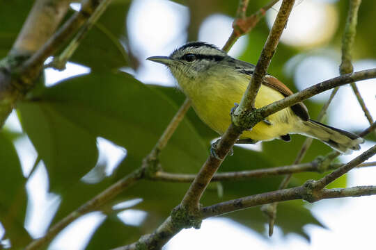 Image of Rufous-winged Antwren