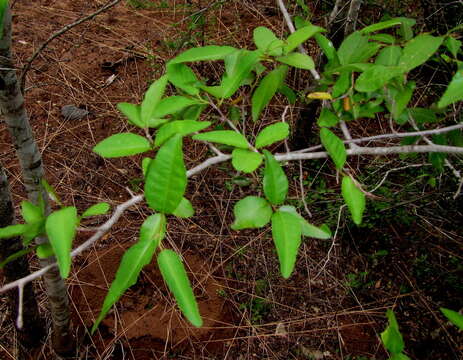 Imagem de Spirostachys africana Sond.