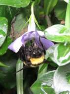 Plancia ëd Bombus hortulanus Friese 1904