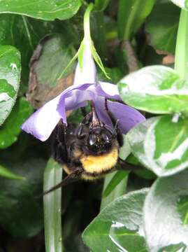 Image of Andean Gardener Bumble Bee