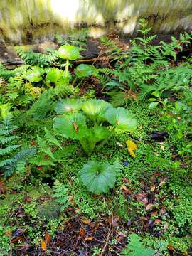 Image of Azorella polaris (Hombr.) G. M. Plunkett & A. N. Nicolas