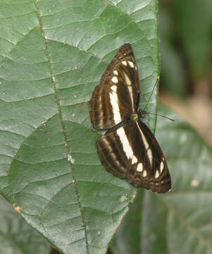 Image of Neptis clinia susruta Moore 1872