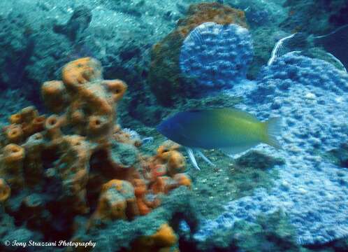 Image of Half-grey wrasse