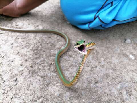 Image of Leptophis coeruleodorsus Oliver 1942