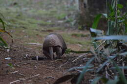 Image of Greater Naked-tailed Armadillo