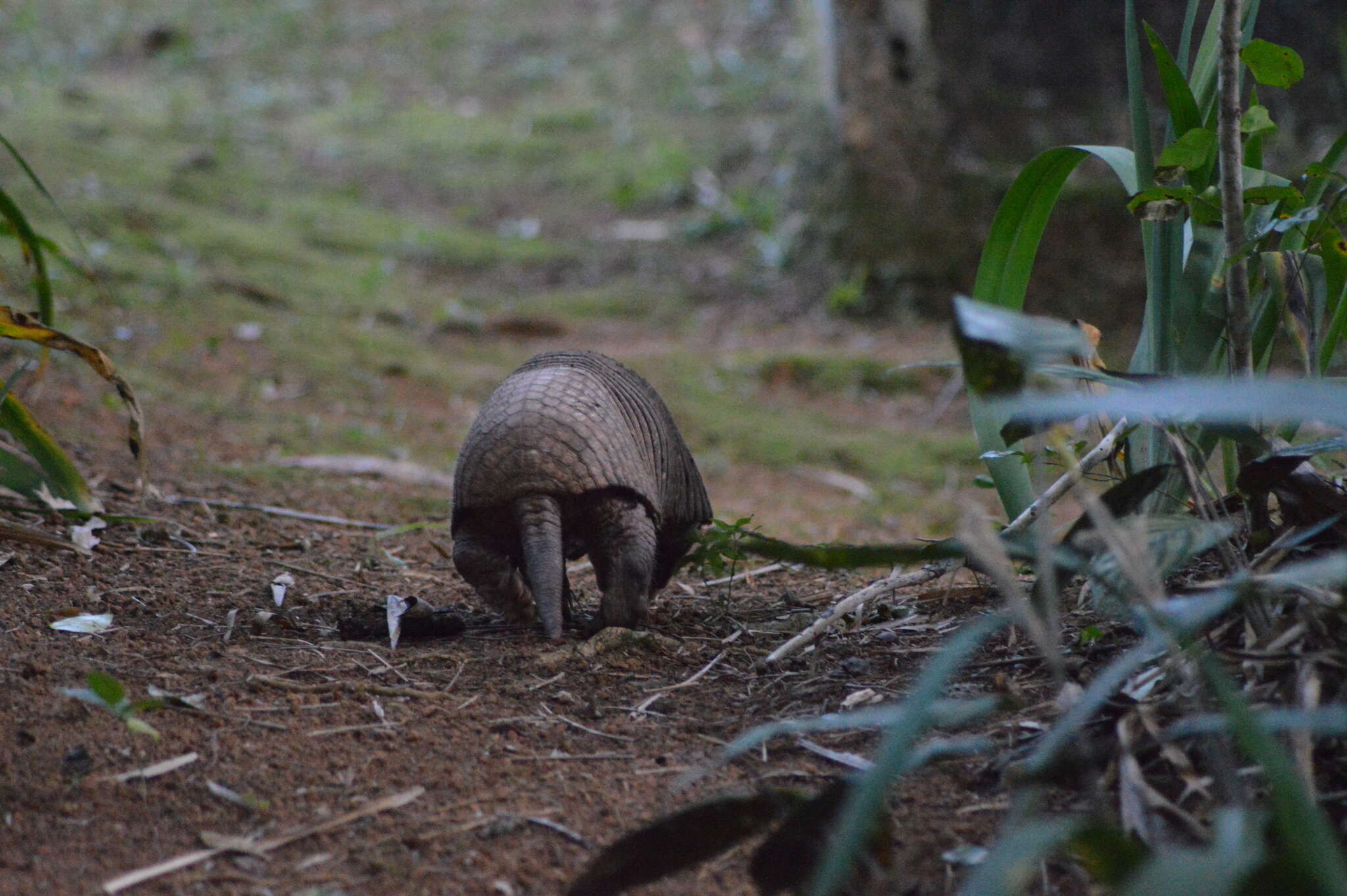 Image of Greater Naked-tailed Armadillo