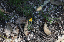 Image of grassy St. Johnswort