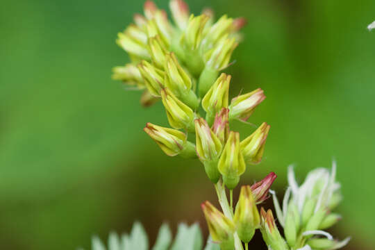 صورة Astragalus stipulatus D. Don ex Sims