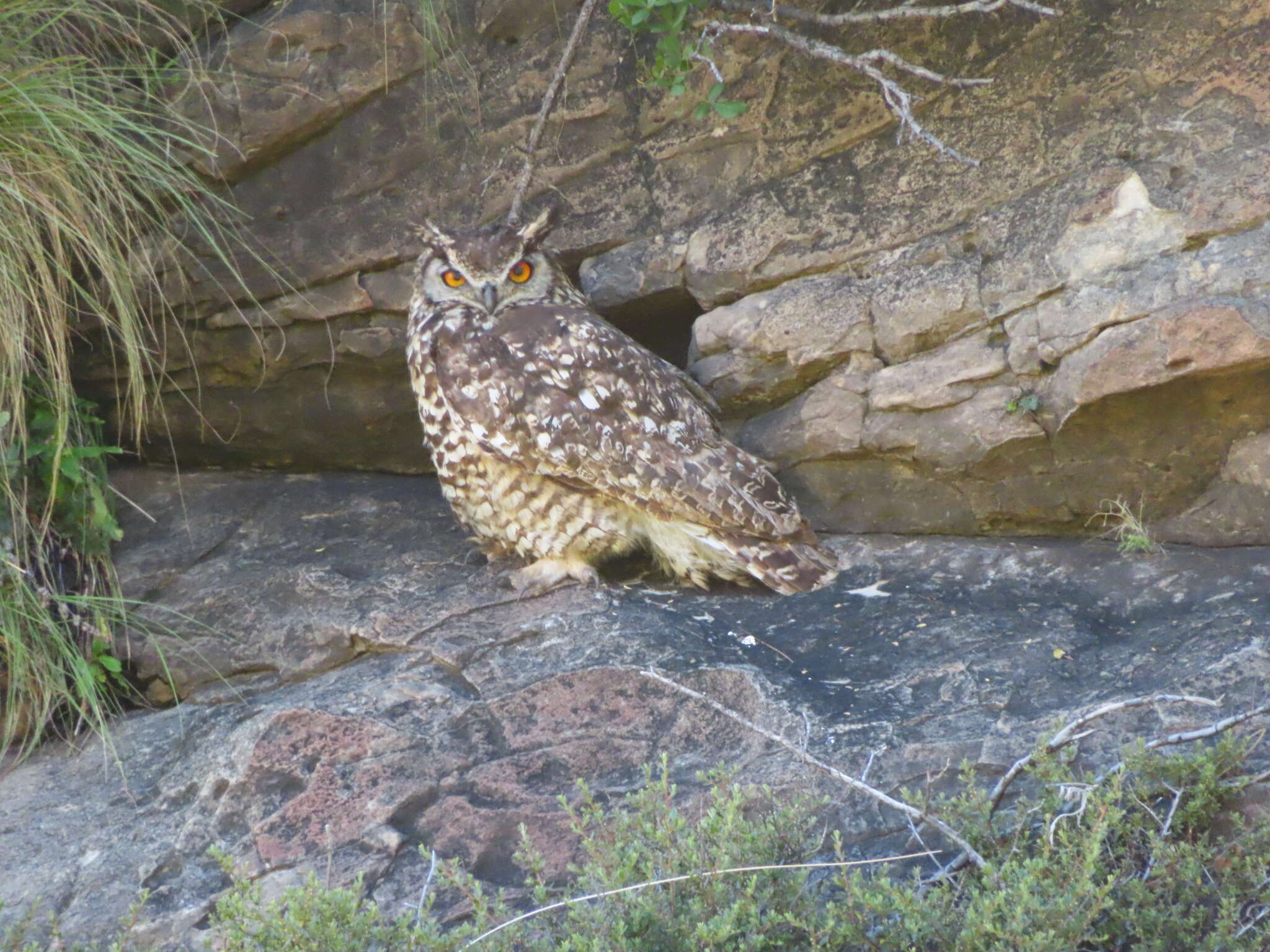 Plancia ëd Bubo capensis Smith & A 1834