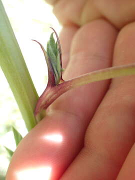 Image of bigleaf lupine