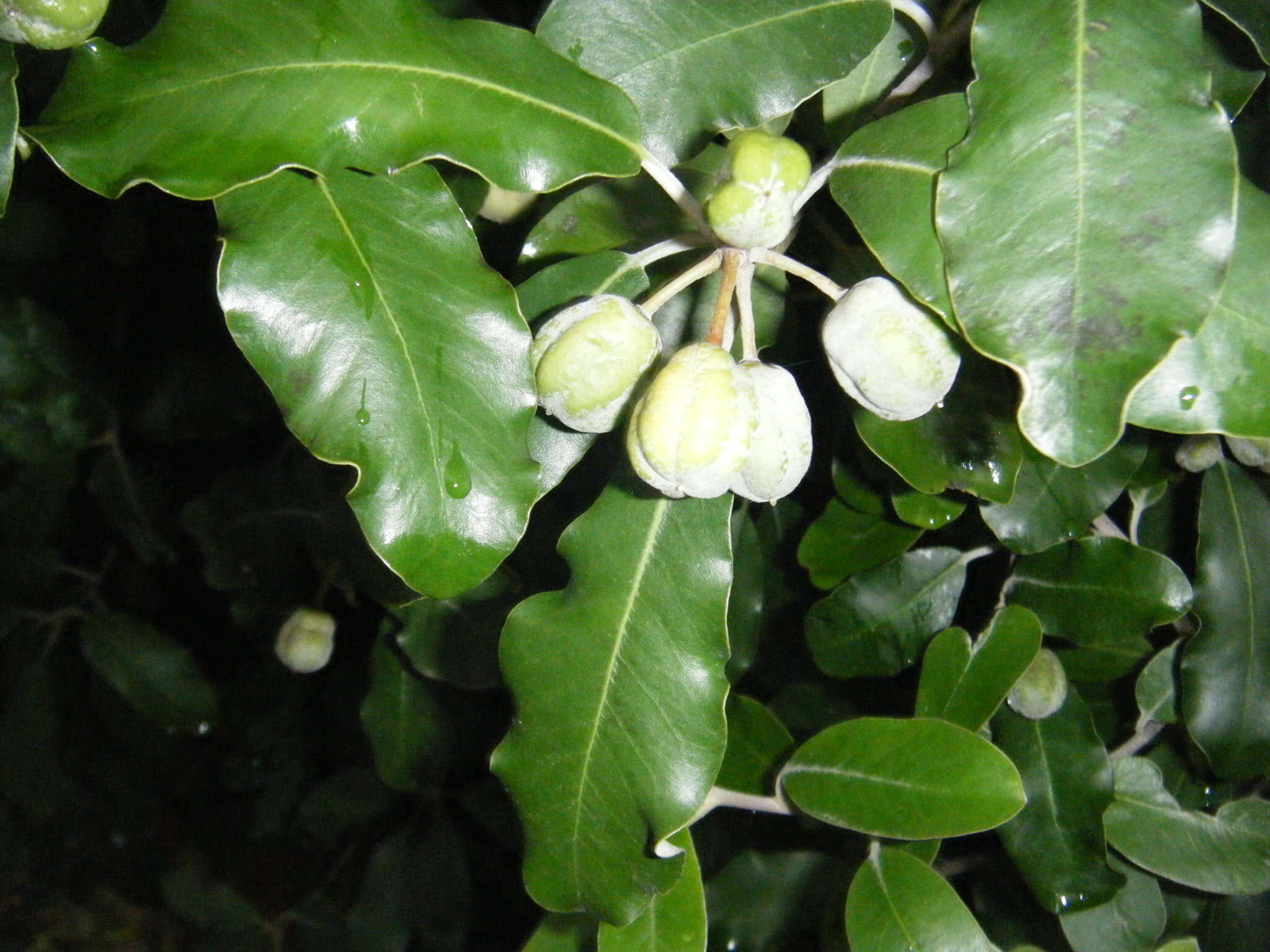 Pittosporum ralphii T. Kirk resmi