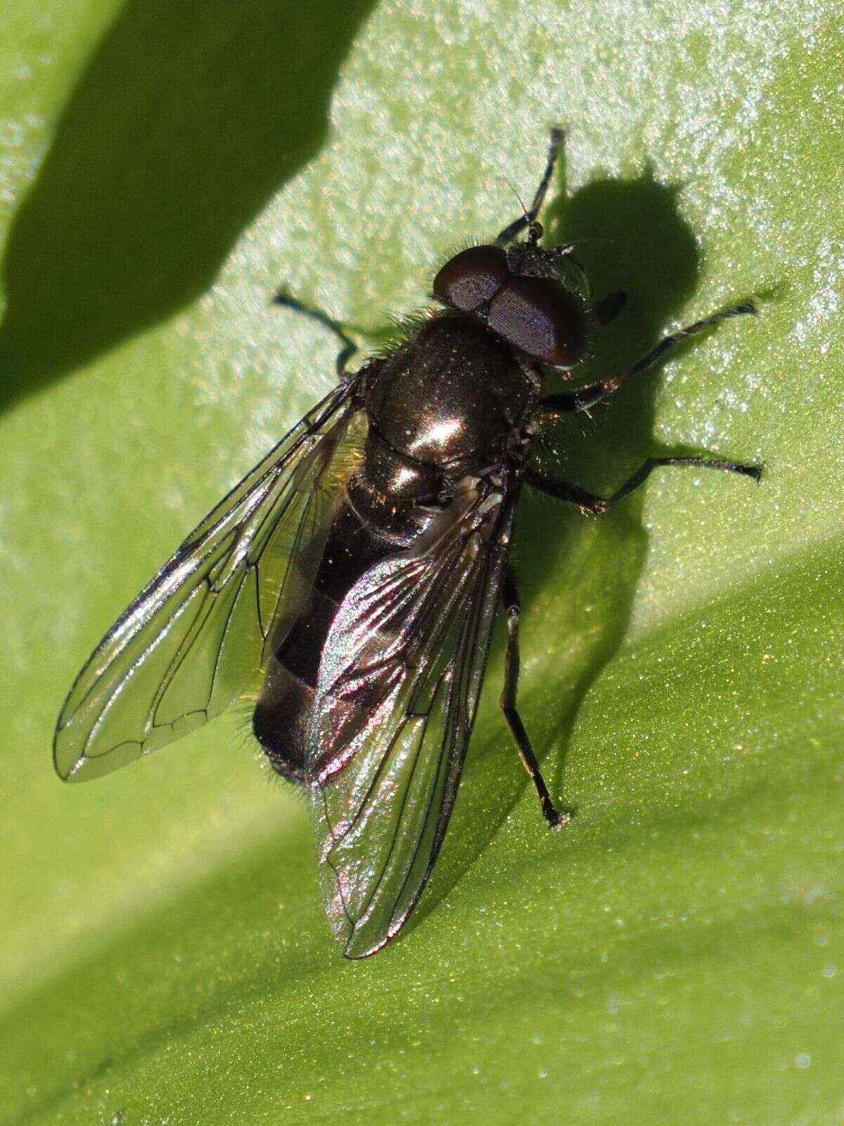 Image of Cheilosia fasciata (Schiner & Egger 1853)