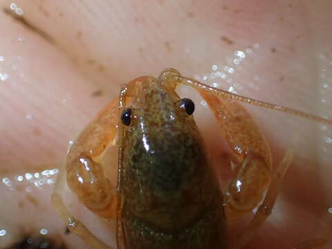 Image of Appalachian brook crayfish