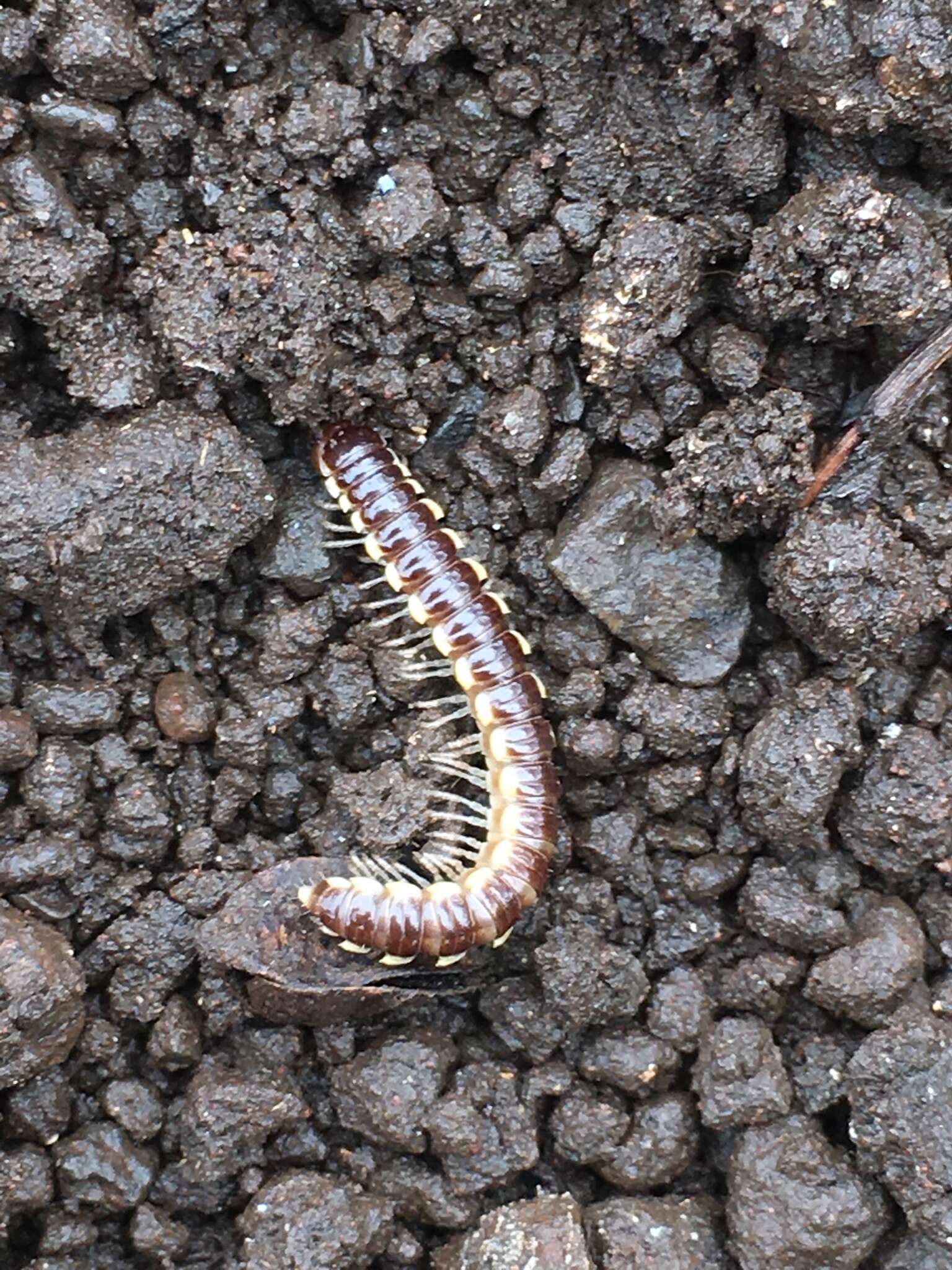 Image of Millipede