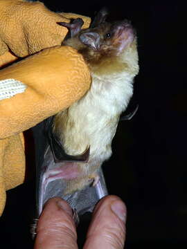 Image of White-bellied House Bat