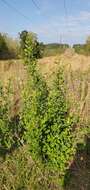 Plancia ëd Exochorda racemosa (Lindl.) Rehd.