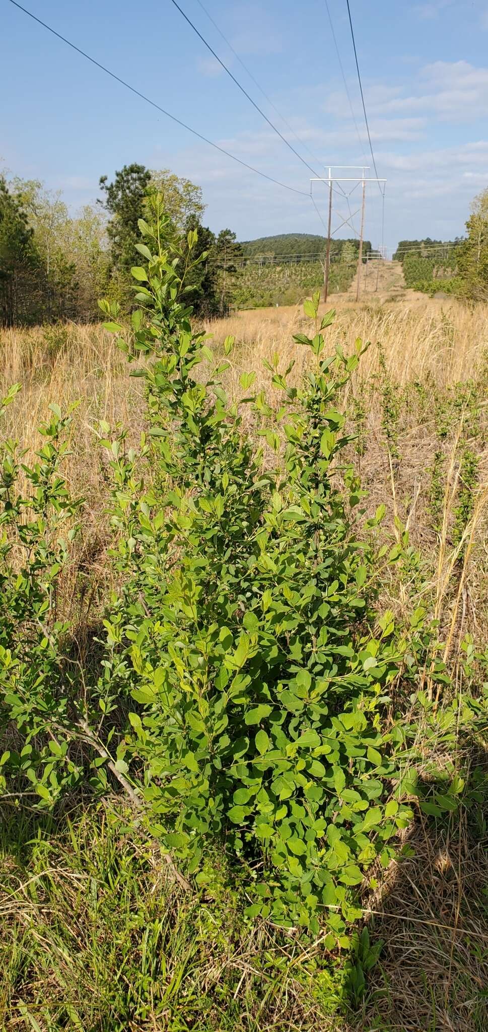 Imagem de Exochorda racemosa (Lindl.) Rehd.