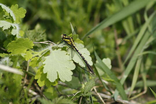 صورة Trigomphus citimus (Needham 1931)