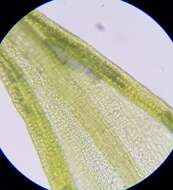 صورة Pseudocrossidium hornschuchianum Zander 1979