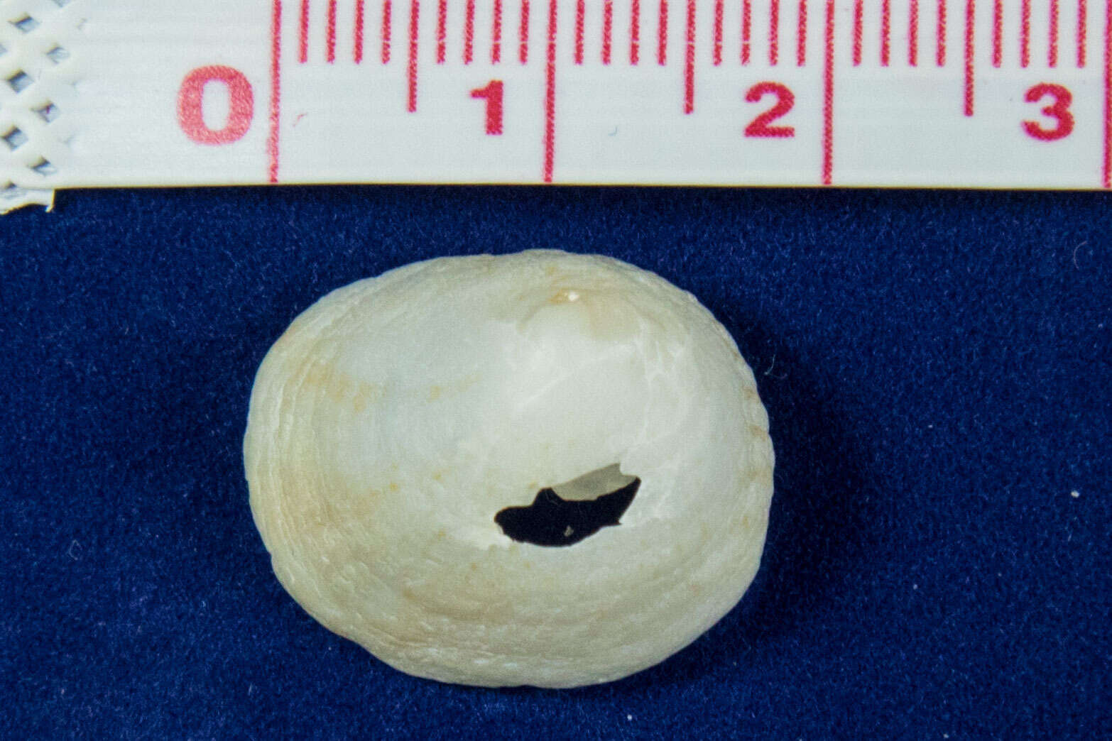 Image of Spiny cup and saucer shell