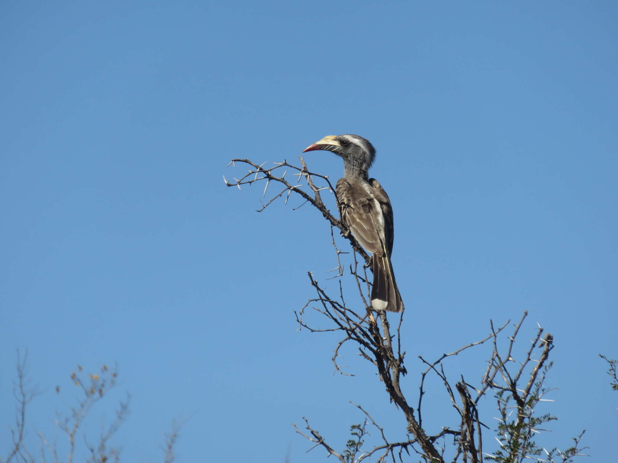 Image of African Grey Hornbill