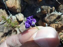 Imagem de Amphithalea biovulata (Bolus) Granby