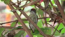 Image of Fine-barred Piculet