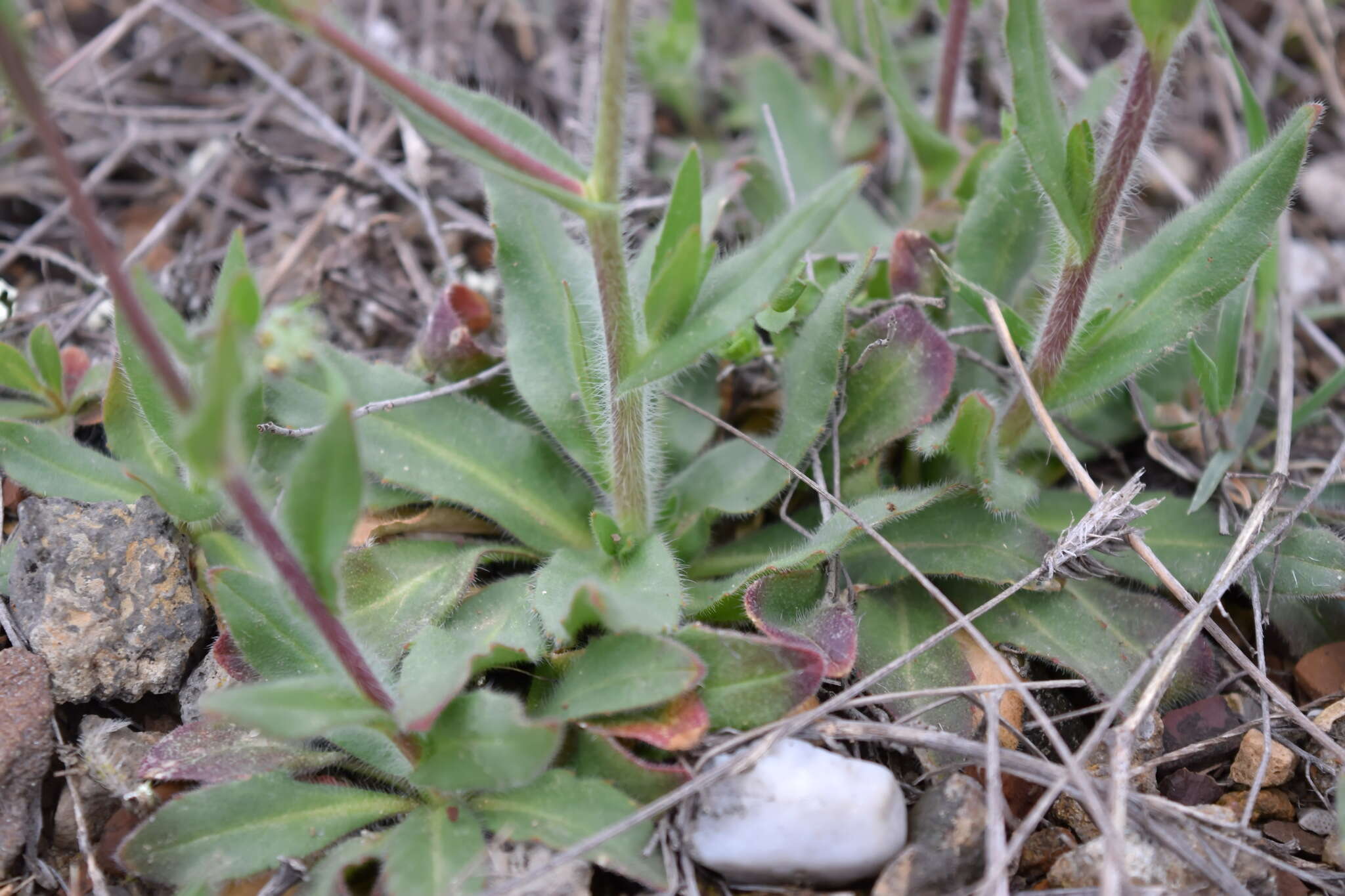 Image of graceful false flax