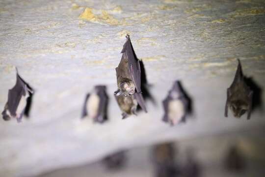 Imagem de Hipposideros gentilis K. Andersen 1918