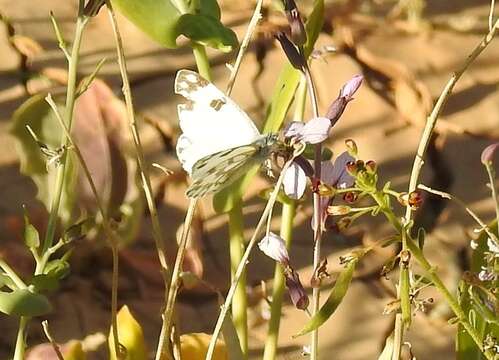 Image of Desert white