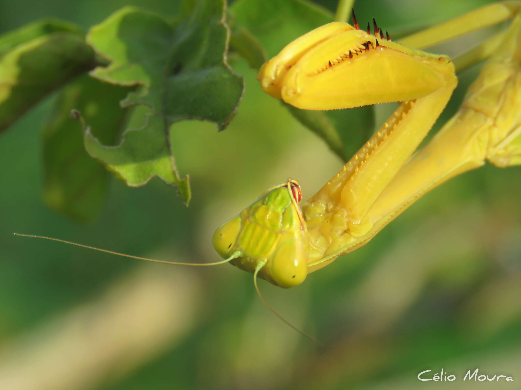 Image of Stagmatoptera biocellata Saussure 1869