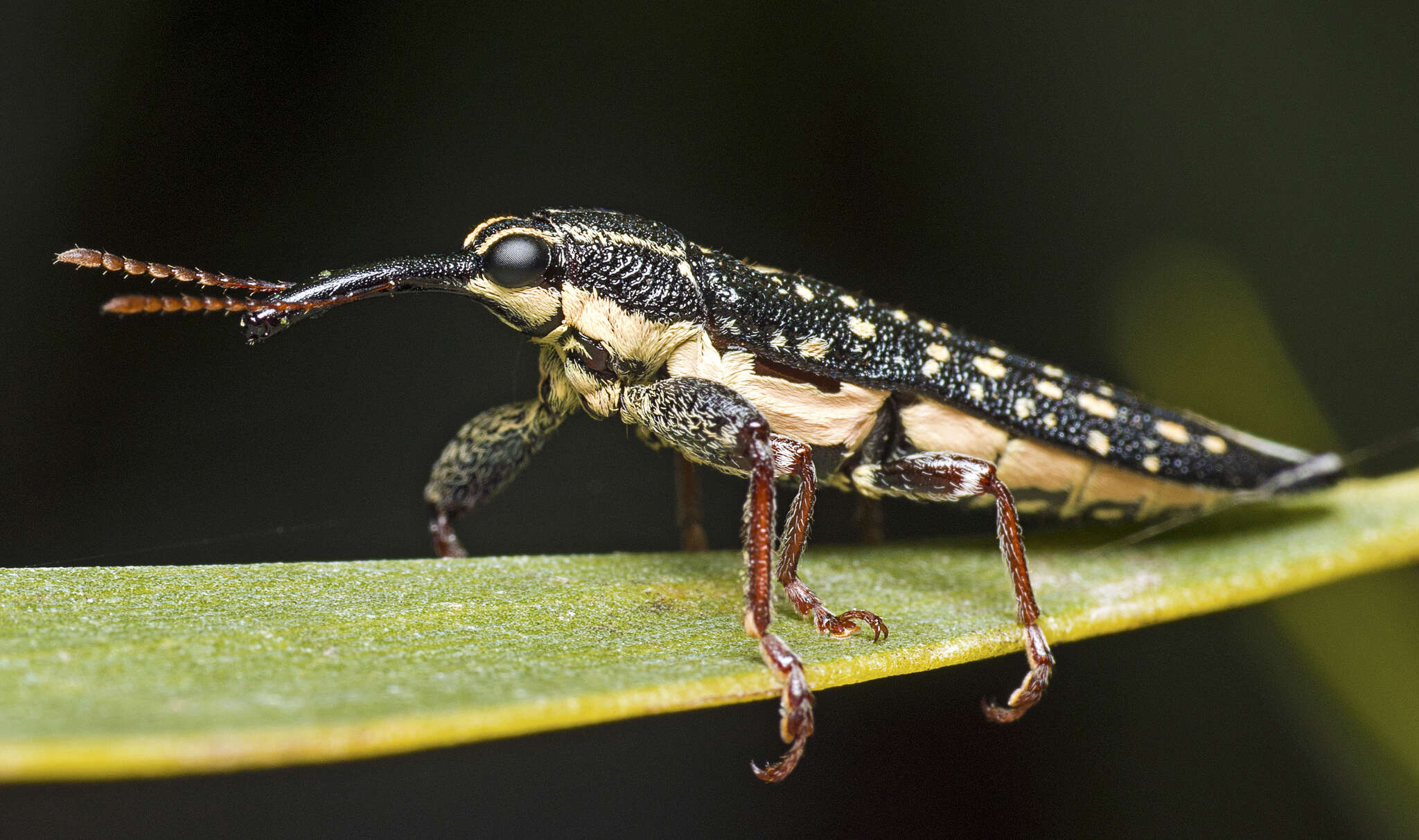 Image of Rhinotia lineata Zimmerman 1994