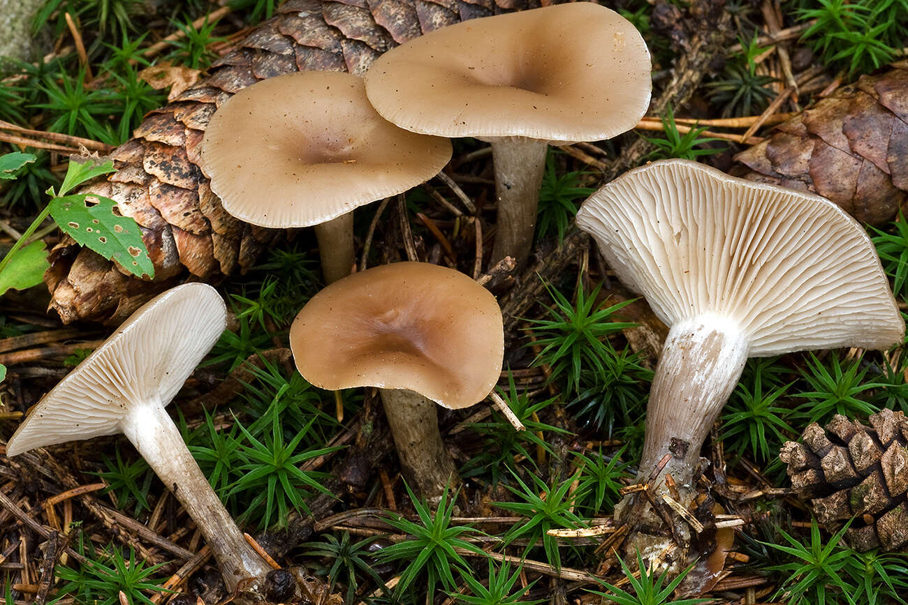 Image of Clitocybe metachroa (Fr.) P. Kumm. 1871