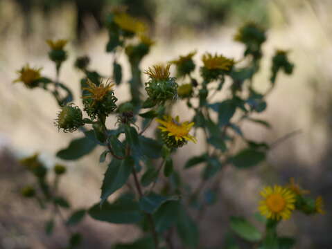 Image of subalpine gumweed