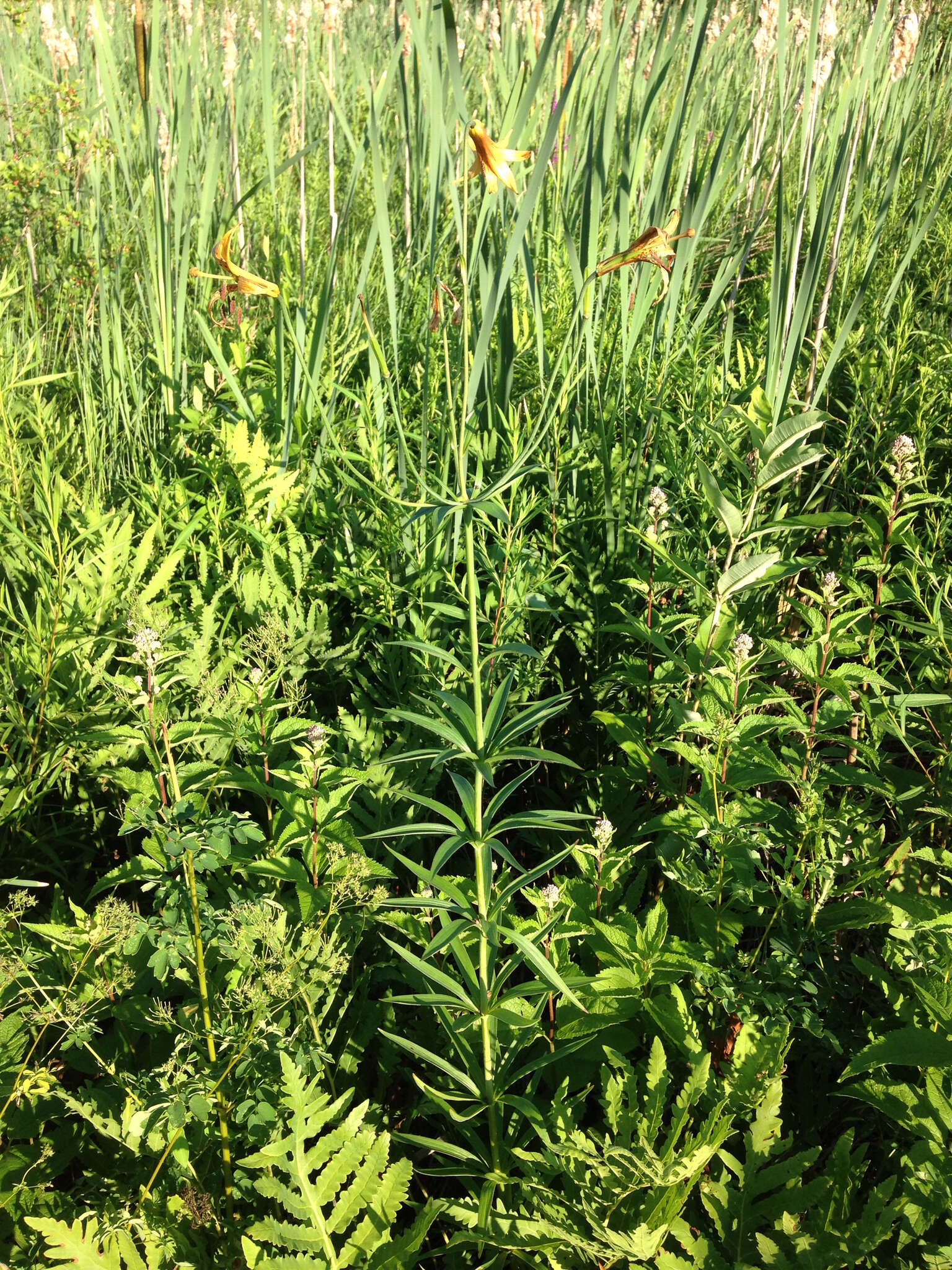 Image of Canada lily