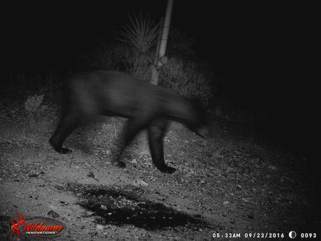 Image of Mexican Black Bear