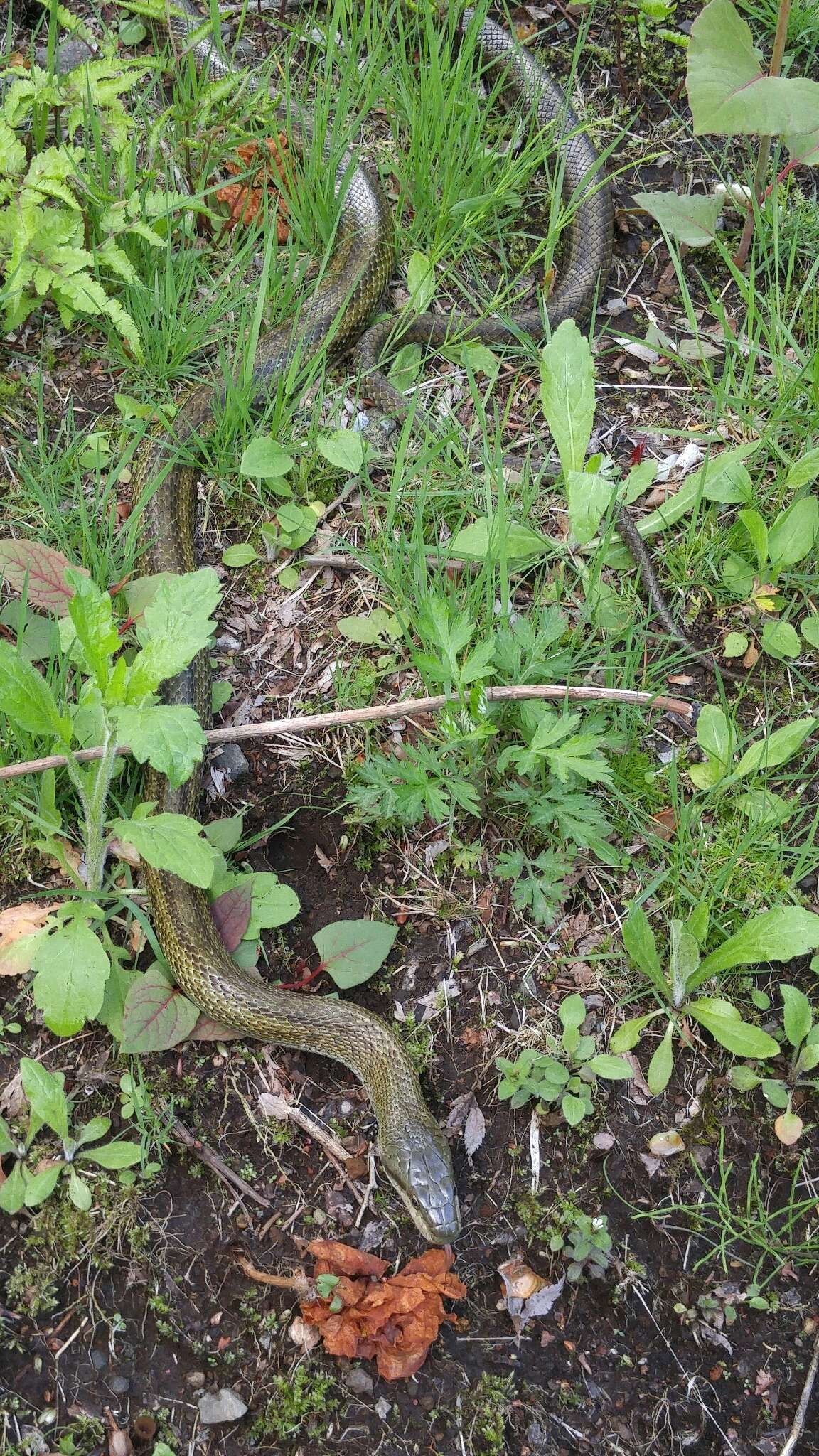 Image of Japanese Rat Snake