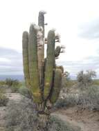 Image of Echinopsis terscheckii (J. Parm. ex Pfeiff.) H. Friedrich & G. D. Rowley