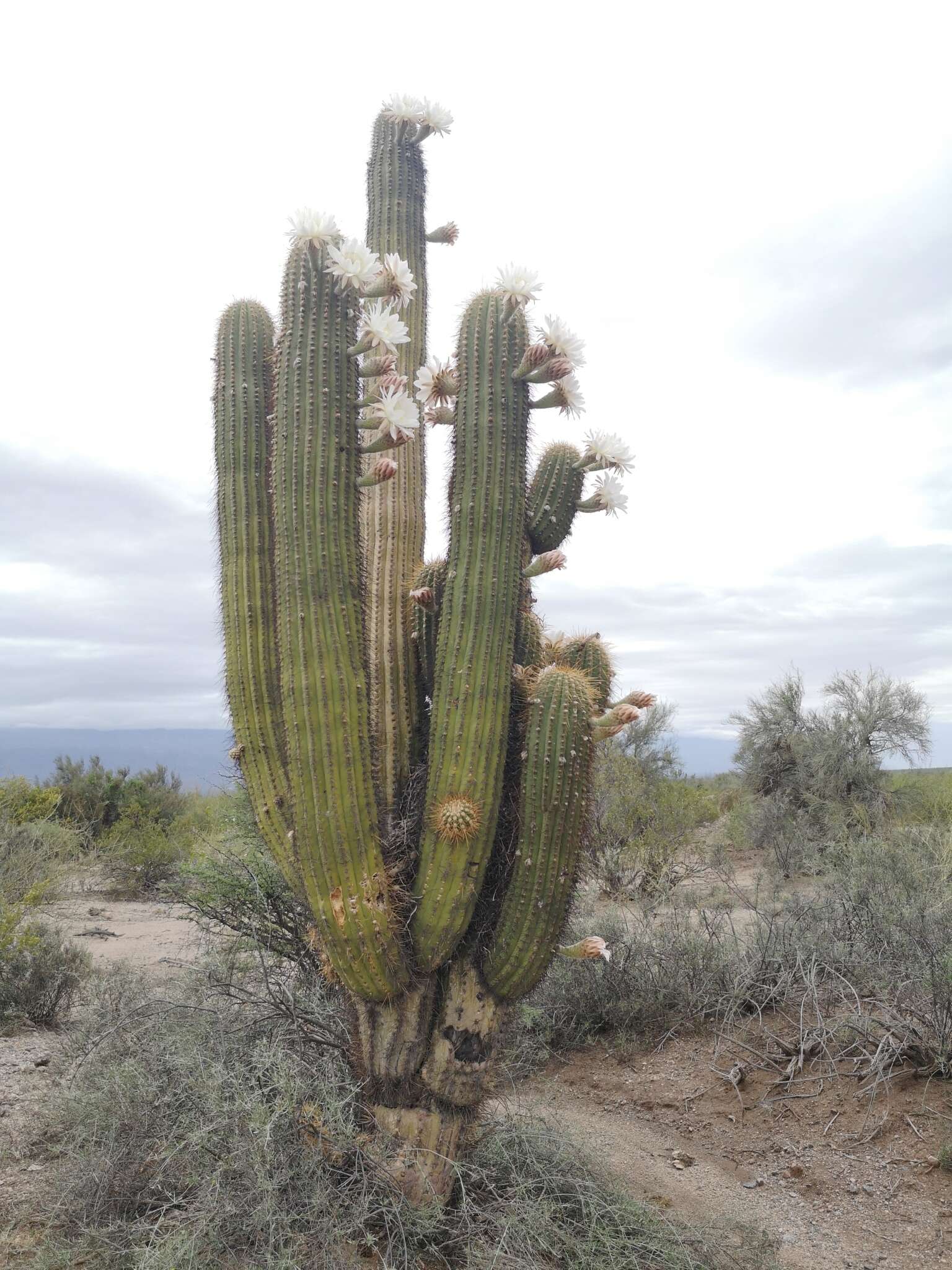 Image de Echinopsis terscheckii (J. Parm. ex Pfeiff.) H. Friedrich & G. D. Rowley