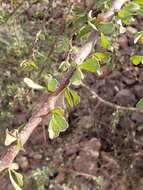 Imagem de Jatropha cuneata Wiggins & Rollins