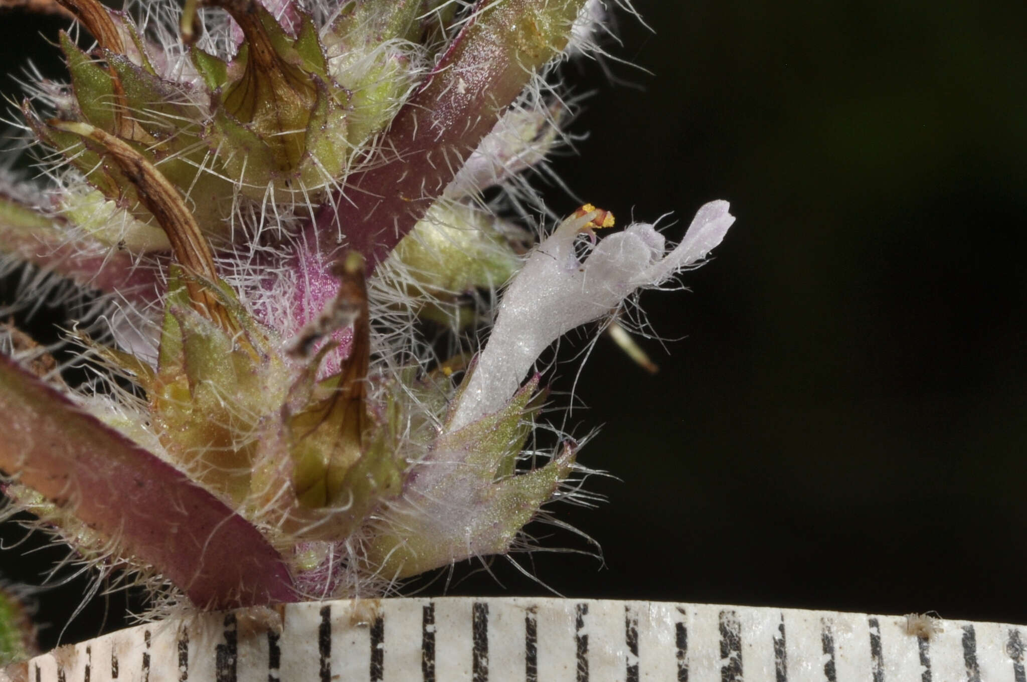 Image of Ajuga taiwanensis Nakai ex Murata