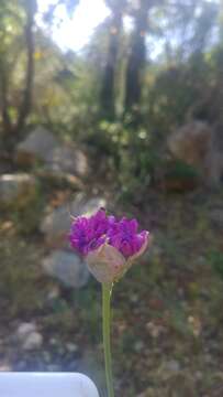 Image of Allium carmeli Boiss.