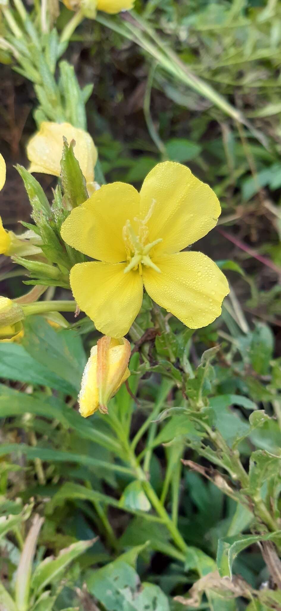 Image of common evening primrose