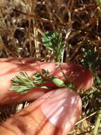 Image of tufted poppy