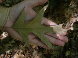 Image of Cherrybark Oak