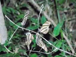 Image of Zebra Longwing